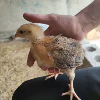 جوجه مرغ ۳۵ روزه