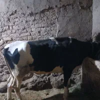 گاو گوشتی