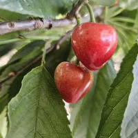 فروش میوه بر روی درختان