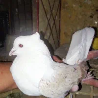 نر دوکت سرور