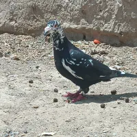 نر سوسکی