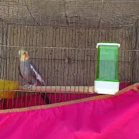 فروش دو عدد عروس هلندی نر بالغ