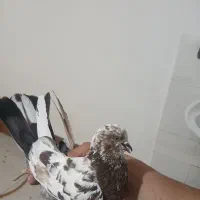 ۵ عدد کبوتر پرشی فقط ۱۳۰۰ یجا