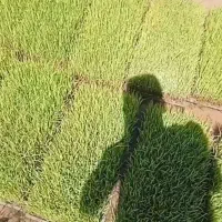 توم هاشمی درجه یک