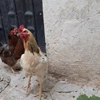حیوان خروس دورگ‌