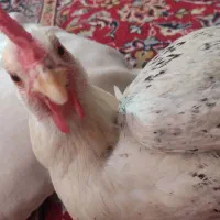 فروش مرغ فسقلی