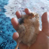 جوجه رسمی|حیوانات مزرعه|بلده, |دیوار