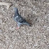 پرنده کبوتر