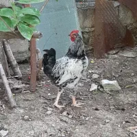 خروس بالغ جوان
