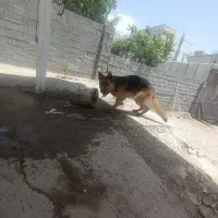 سگ ژرمن