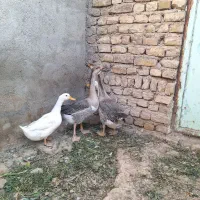 فروش اردک و غاز