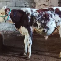 فروش گوساله نر سمینتال