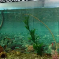 آکواریوم|لوازم جانبی حیوانات|قم, ولیعصر|دیوار