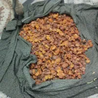 برگه تازه نرم وگوشتی ملس