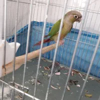 طوطی گرینچیک