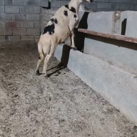 بره قوچ خال سیاه اصیل