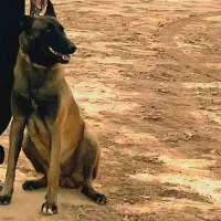 مالینویز اصل