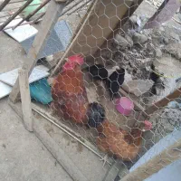 مرغ زنده