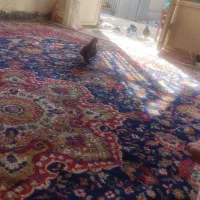 گمشده|حیوانات|کرمان, |دیوار