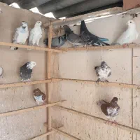 17تا کفتر یه جایی