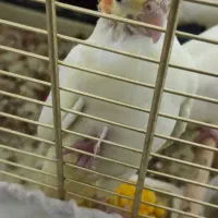 جوجه عروس هلندی