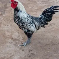 مرغ وخروس
