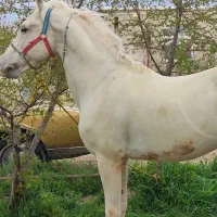 فروش یک راس اسب کورد