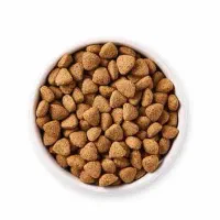 واردات غذای پت خانگی