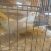 عروس هلندی نر ماده دم تخم