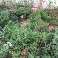 فروش بوته اسپار(گردی درختی)