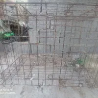 قفس کبوتر