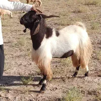 نر بز درشت