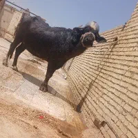 گامیش در حمیدیه
