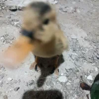 جوجه اوردک