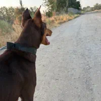 دوبرمن اصل