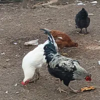 خروس|حیوانات مزرعه|رشت, حومه رشت|دیوار