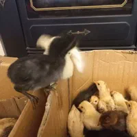 جوجه دورگه لاری