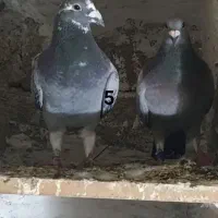 کفتر