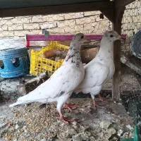 کبوتر صید قلدر