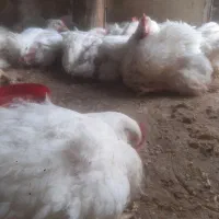 مرغ زنده