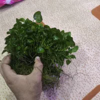 آنابیاس|ماهی|اهواز, معین زاده|دیوار