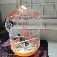 مرغ مینا