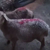 دو عدد میش آبستن از شیره صاف