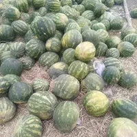 هندوانه