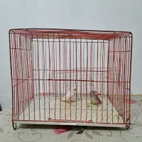 فنچ
