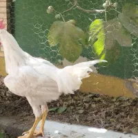 خروس