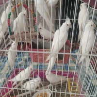 مرغ عشق عروس هلندی البینو دستی