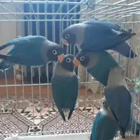 فروش انواع کوتوله