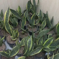 سانسوریا کرواتی ابلغ