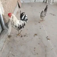 مرغ وخروس گلین ‌اصل